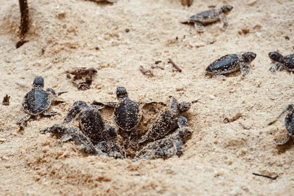 Schildkröten schlüpfen am Strand von Selingan Island in Borneo