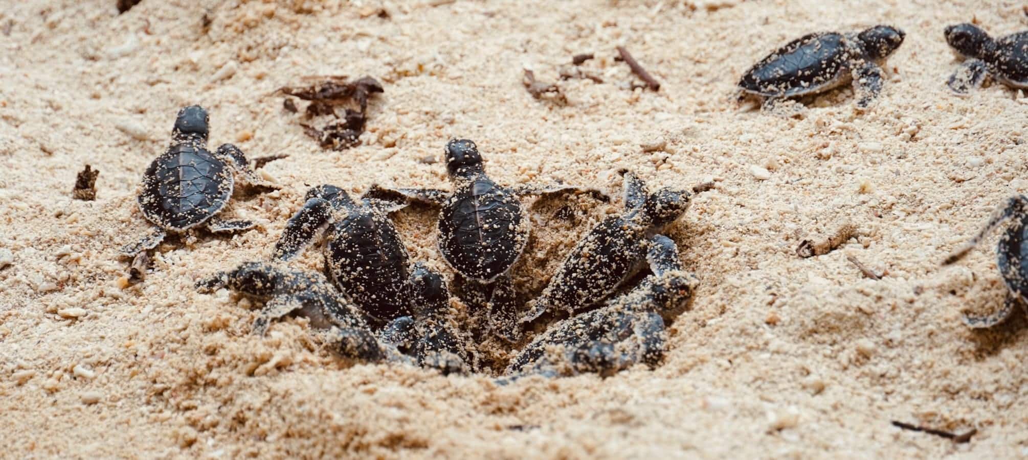Schildkröten schlüpfen am Strand von Selingan Island in Borneo