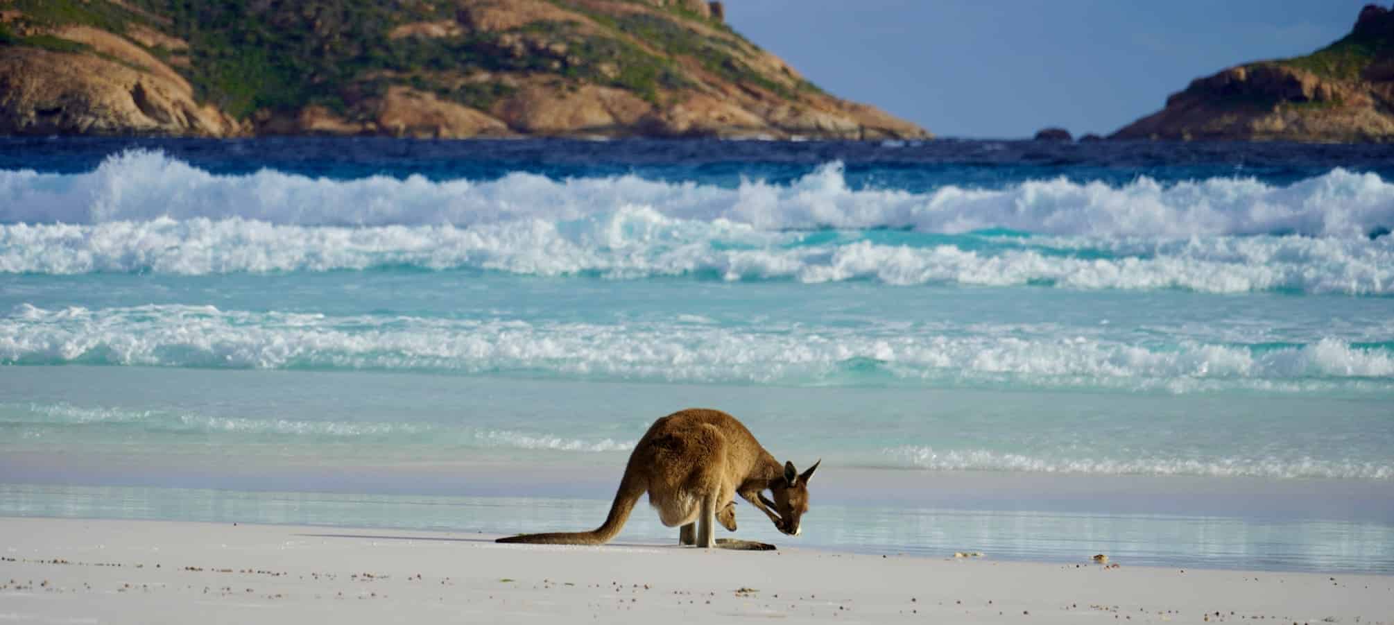 Känguru am Strand von Lucky Bay in Western Australia