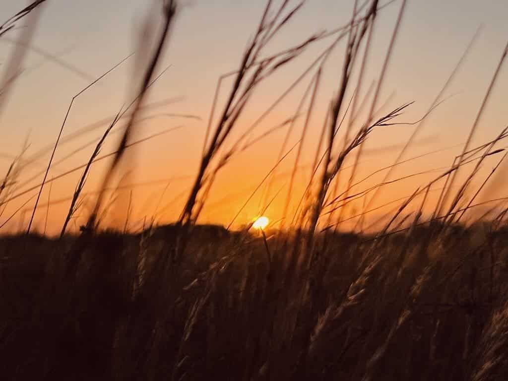 Abendsonne über der Nullarbor