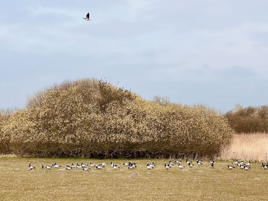 Vögel im Speicherkoog 